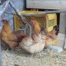 청리농장 이미지