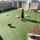 부산애견호텔 강아지유치원 펫퍼센트&코모네하우스 이미지