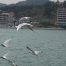 부산갈매기 이미지