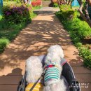 언니네 애견미용실 | 강아지유모차 인뮤즈 시트분리형 디럭스 폴딩 애견유모차 2년 사용 후기