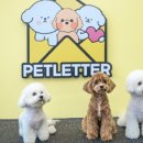 애견카페 애견유치원 펫레터 이미지