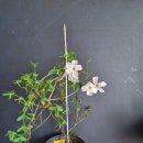 오리자 Daum카페