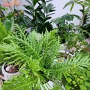 풀꽃향기 | 안성꽃집의 매력 봄꽃 그득한 풀꽃향기 예약주문배달가능 노란프리지어 구입 후기