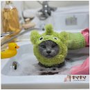 부산고양이미용&호텔 냥스타그램 | 부산고양이미용호텔 무냥무냥 대연점 최고의 반려견목욕 경험을 시킨날