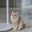 이쁘면다냥 이미지