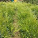 보리타작 이미지