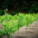 전창호농장 이미지