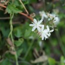 대구으아리Clematis taeguensis Y.N.Lee 이미지