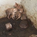 야옹아 부탁해 이미지