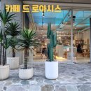 카페지중해 | 서울 서초 &lt;카페 드 로아시스&gt; 고터 근처 분위기 좋고 편안한 카페, 지중해 시트러스 라떼 후기
