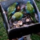 버드마트 이미지