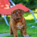 도그(DOGUE) 이미지