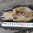 영목수산좌대 이미지