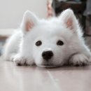 라온펫동물병원 이미지