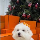 글로리 애견 유치원 이미지