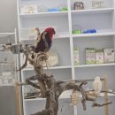 서울앵무새 | 서울 앵무새카페 아이와 체험 후기: 왕관앵무, 회색앵무 보고 왔습니다.