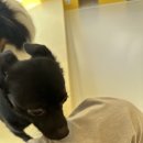 단짝멍몽 | 🐾은평구 응암동 애견호텔 단짝멍몽 이용 후기🐶