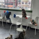 캣츠앤몬스터 이미지