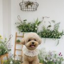 블링블링펫 이미지