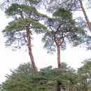 관음송 이미지