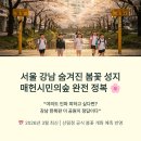 문화광장진입도로 황금개나리길 | 📸 서울 강남 숨겨진 봄꽃 성지, 매헌시민의숲 완전 정복 | 2026 벚꽃·양재천 벚꽃 등 축제·포토스팟...