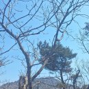 창원대산 Daum카페