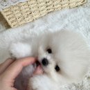 건강한 강아지 이미지