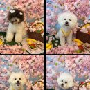 38도씨 | 부산애견유치원 38도씨애견유치원 후기! 예쁜 컨셉사진 덕분에 소중한 추억이 생겼어요