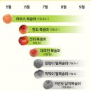 복숭아 제철 과일꾼 신비복숭아, 대극천복숭아 구매후기