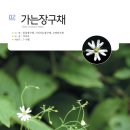 사계절야생화 이미지
