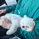 사등유치원 | 거제강아지애견카페 찾다가 정착한 멍아일랜드 🐶