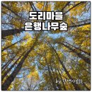 단풍나무 | 도리마을 은행나무 단풍 실시간 후기 | 노랗게 물든 11월의 가을 풍경