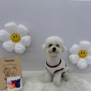 멍댕이 애견유치원 이미지