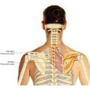SNPE 바른자세 척추운동 이미지