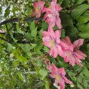 클레마티스 이미지