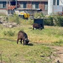 서해식당 이미지