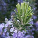 로즈마리 화원 이미지