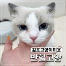 반할고양