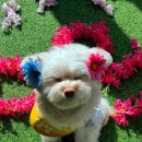 누가꽃이개 이미지