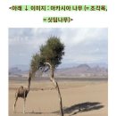 성경구절모음/성막 -시팀나무 =싯딤나무=조각목=아카시아 : 약한 자를 들어 강한 자를 부끄럽게 하시는 주님의 섭리를 상징적으로 보여줌 이미지