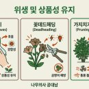 세인트폴리아 | 화훼장식기능사 교재없이 합격 비법 3일차