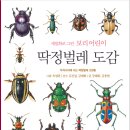 [보리 새책] 세밀화로 그린 보리 어린이 딱정벌레 도감 이미지