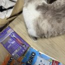 (주)아이펫 | 오드아이펫 토로(toro) 고양이간식추천, 고양이츄루추천 일상 후기