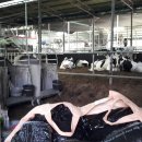 젖소목장 이미지