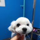 개편한 미용# 이미지