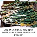 양구펀치볼 아기무우청시래기 주문 받습니다~ 이미지