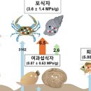 플라스틱 | 미세플라스틱 갯벌 먹이사슬 타고 축적... '새우·망둑어'에서 가장 많이 나왔다 | 인사이트 이미지