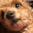 진니