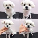 멍멍스타 이미지