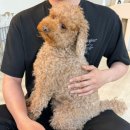 양코치 애견카페 네이버블로그